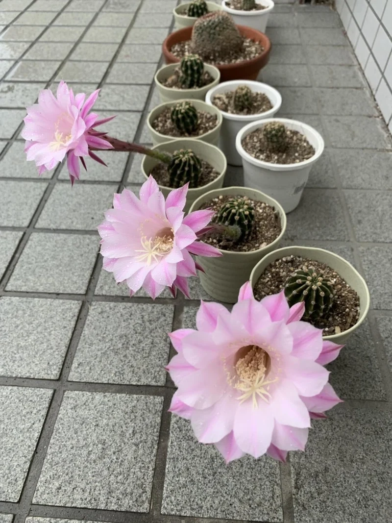 Tải về ngay xương rồng nở hoa hd sắc nét tuyệt vời