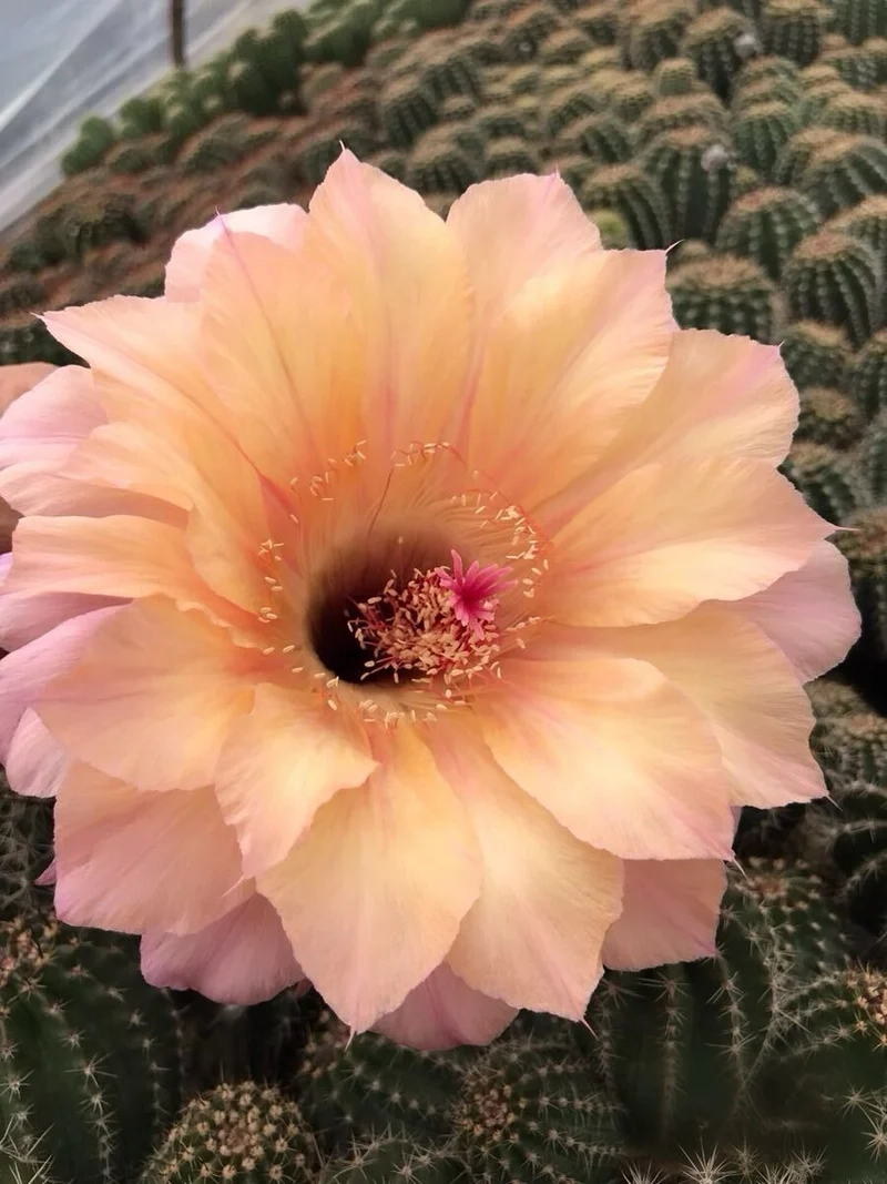 Mang may mắn vào nhà với xương rồng nở hoa phong thủy