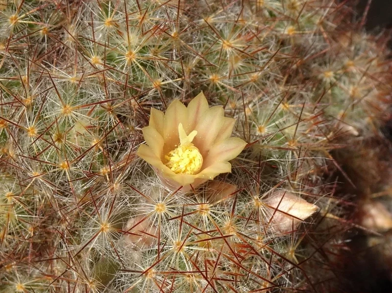 Biến góc nhỏ thành vườn đẹp nhờ xương rồng nở hoa cảnh