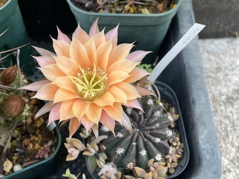 Khám phá vẻ hoàn hảo của xương rồng nở hoa đẹp nhất