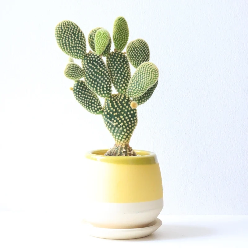 Ngắm xương rồng tai thỏ đẹp cho góc sống xanh