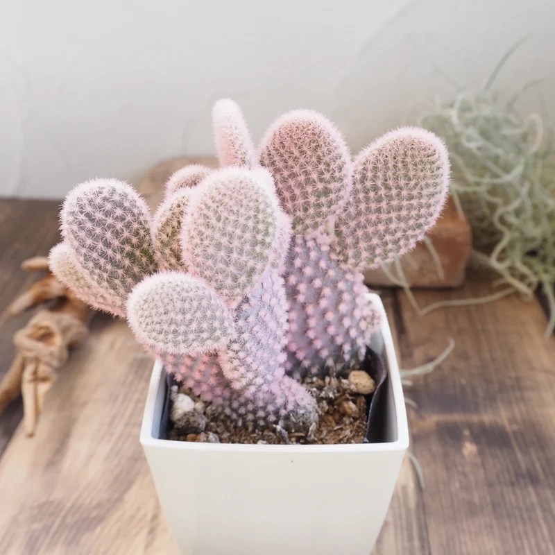 Sưu tầm ảnh xương rồng tai thỏ cực xinh và độc đáo