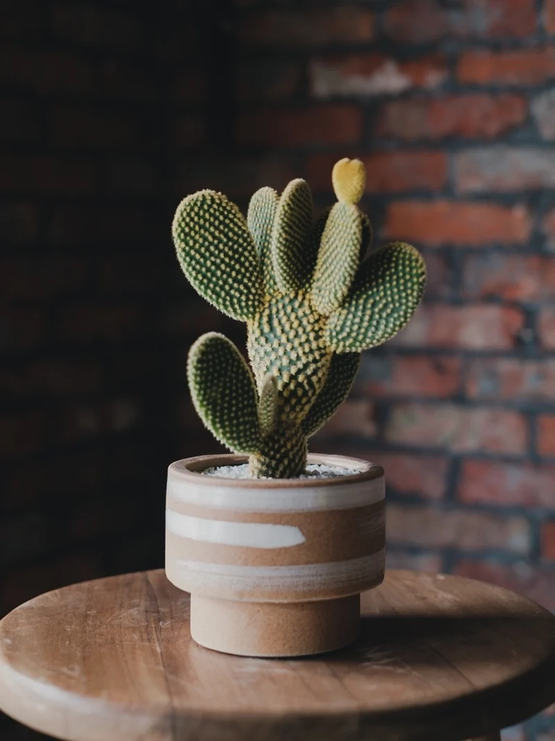 Trồng đơn giản với xương rồng tai thỏ dễ trồng