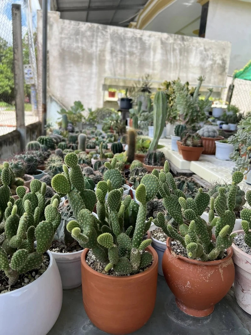 Tạo không gian sống nghệ thuật với xương rồng tai thỏ decor