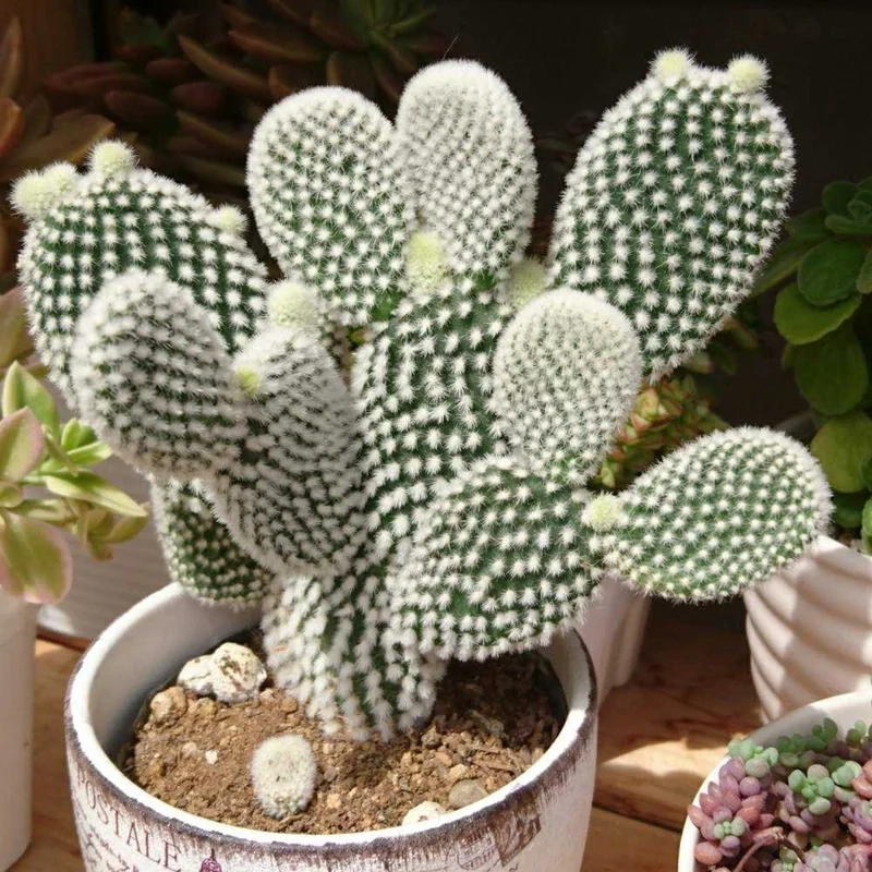 Trồng ngoài sân với xương rồng tai thỏ ngoài trời