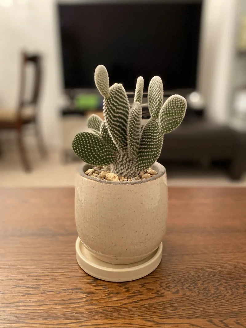 Chụp hình sống ảo với xương rồng tai thỏ chụp ảnh