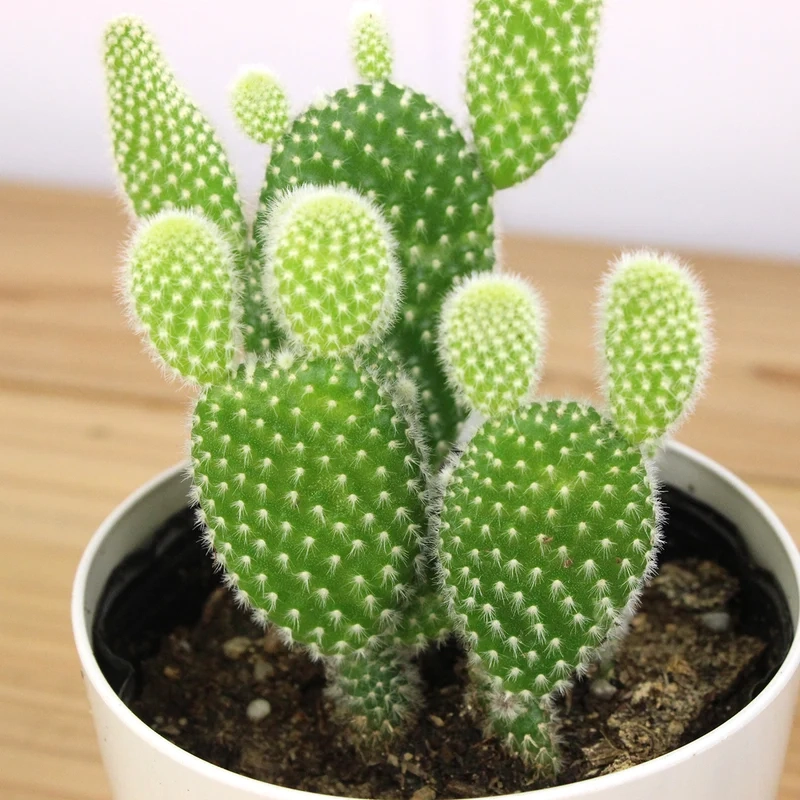 Lấy cảm hứng từ xương rồng tai thỏ pinterest cực đẹp