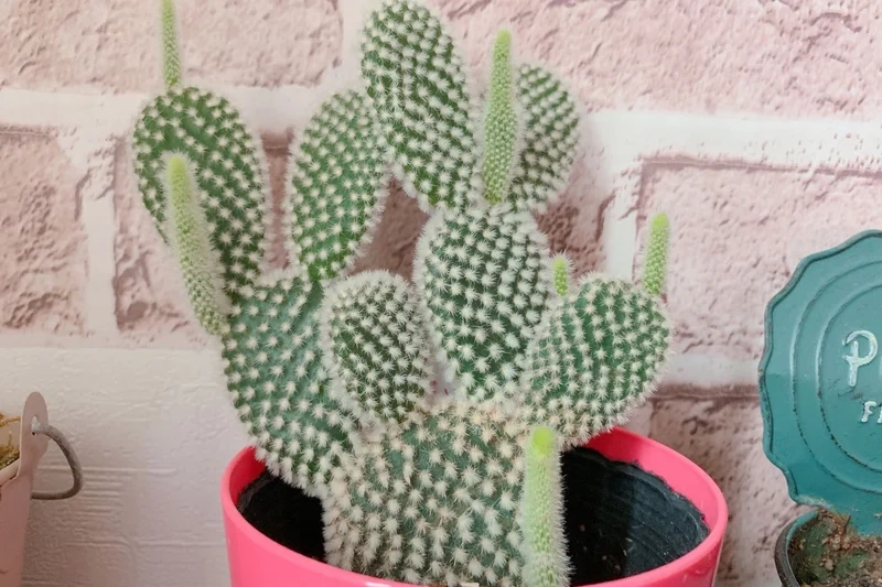 Ngắm chi tiết sắc nét với xương rồng tai thỏ hd