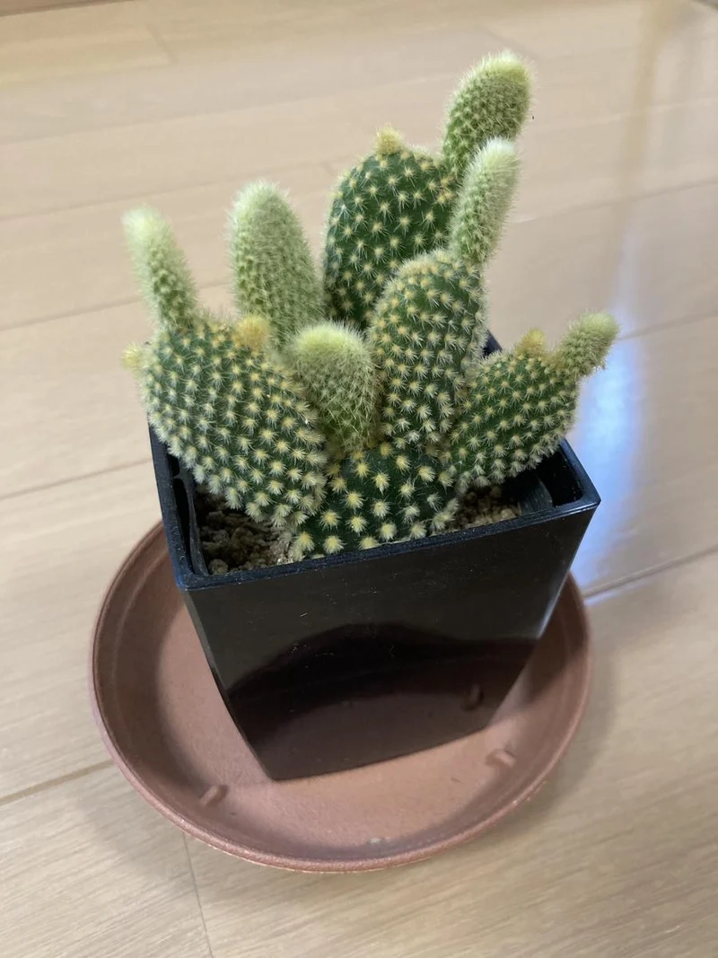 Sưu tầm xương rồng tai thỏ sưu tầm hiếm có