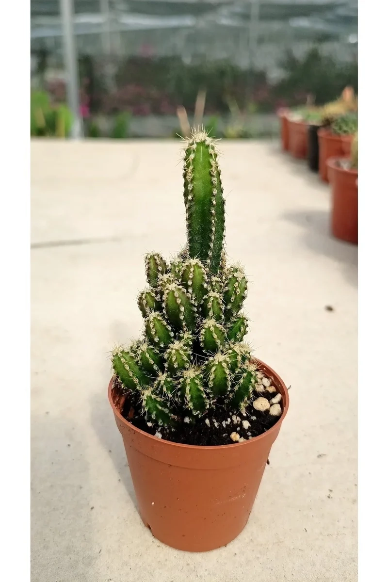 Ngắm xương rồng thanh sơn đẹp rực rỡ mọi góc nhìn