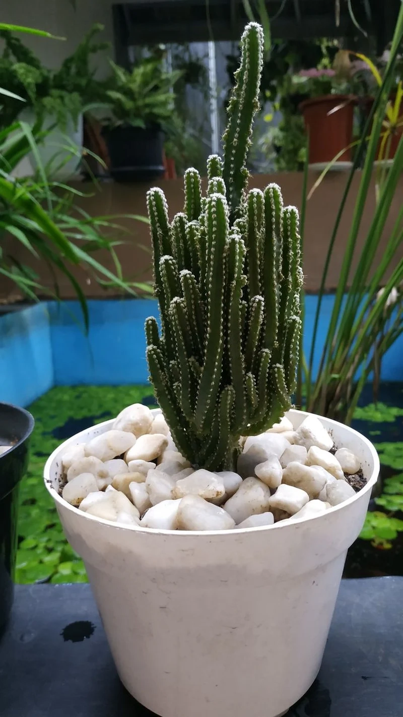 Chăm sóc dễ dàng nhờ xương rồng thanh sơn dễ chăm