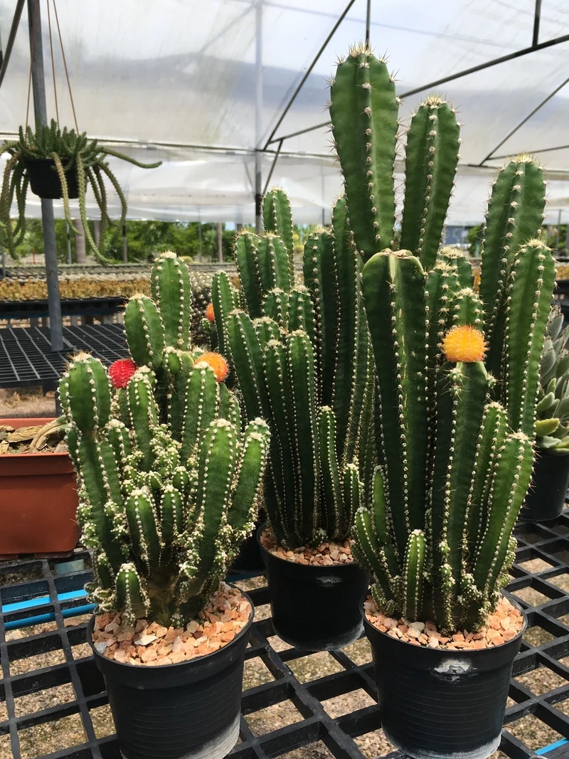 Trồng đơn giản với xương rồng thanh sơn dễ trồng