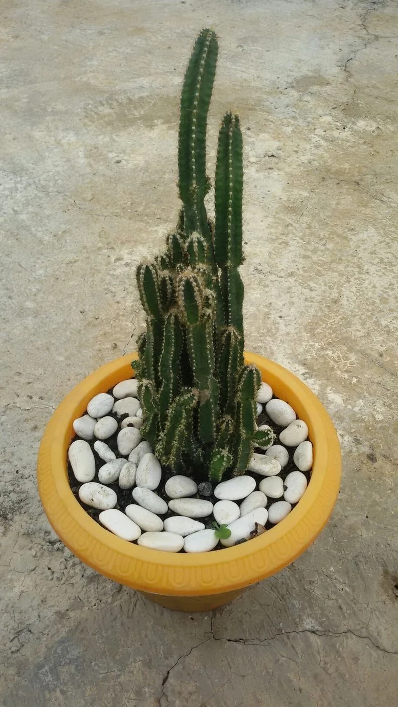 Sưu tầm độc đáo với xương rồng thanh sơn độc lạ