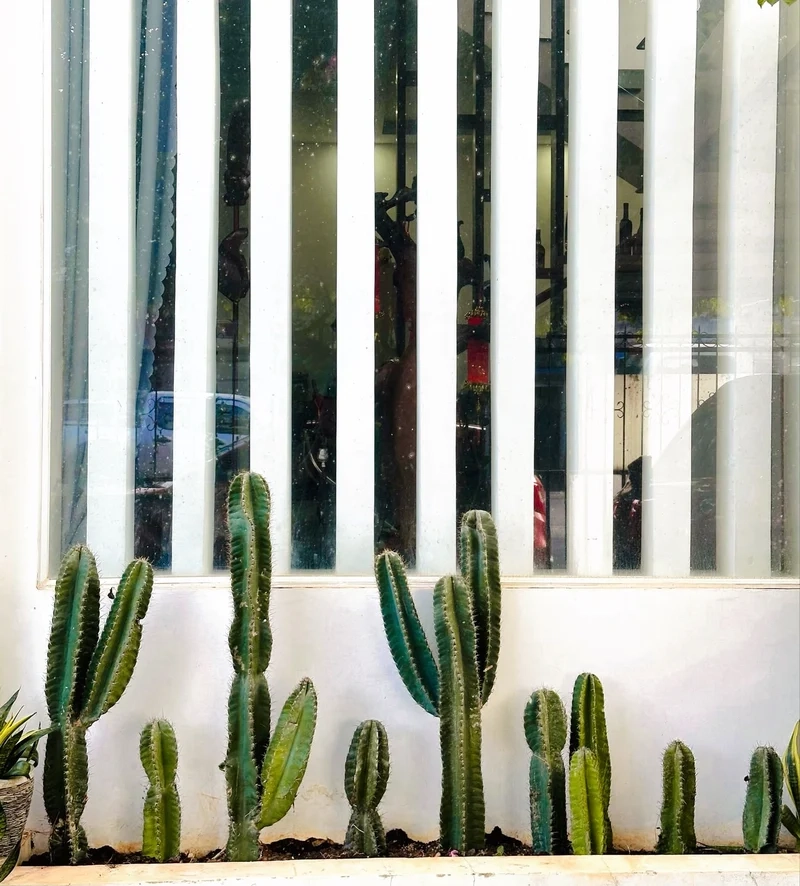 Biến góc nhỏ thành vườn đẹp nhờ xương rồng thanh sơn cảnh