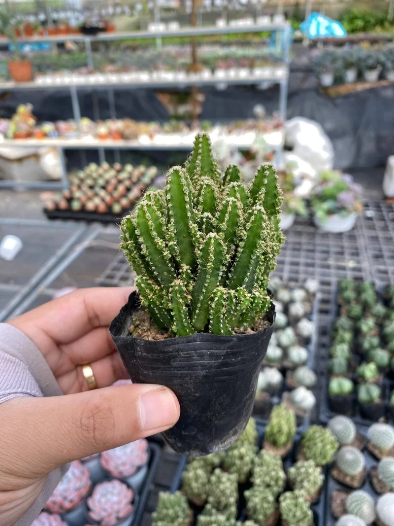 Chia sẻ ngay trên mạng xã hội nhờ xương rồng thanh sơn instagram