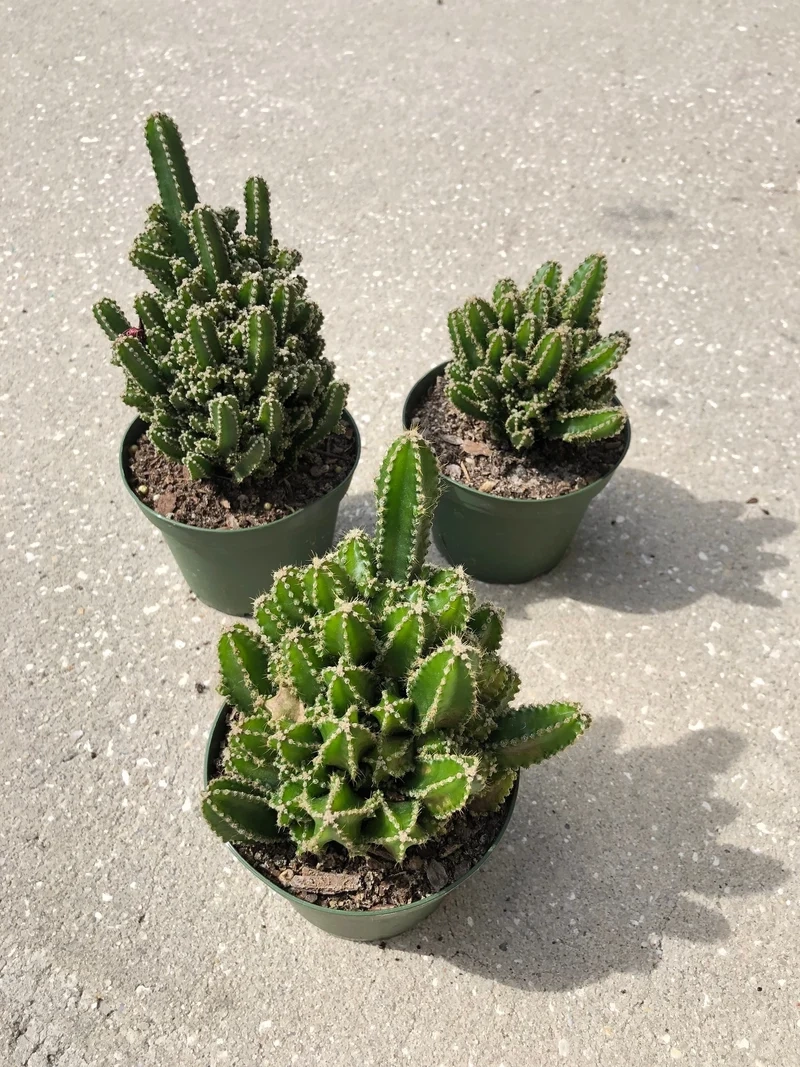 Sưu tầm đặc sắc với xương rồng thanh sơn sưu tầm