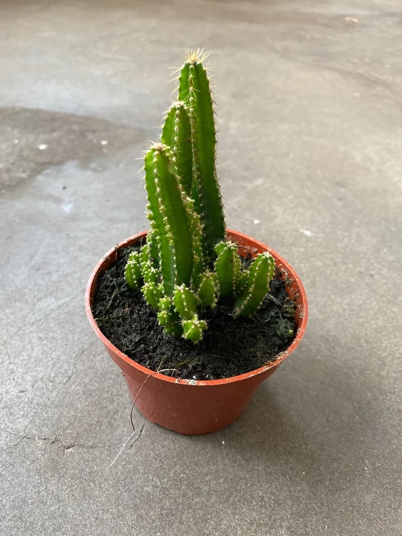 Loài phổ biến không thể bỏ qua xương rồng Thanh Sơn phổ biến