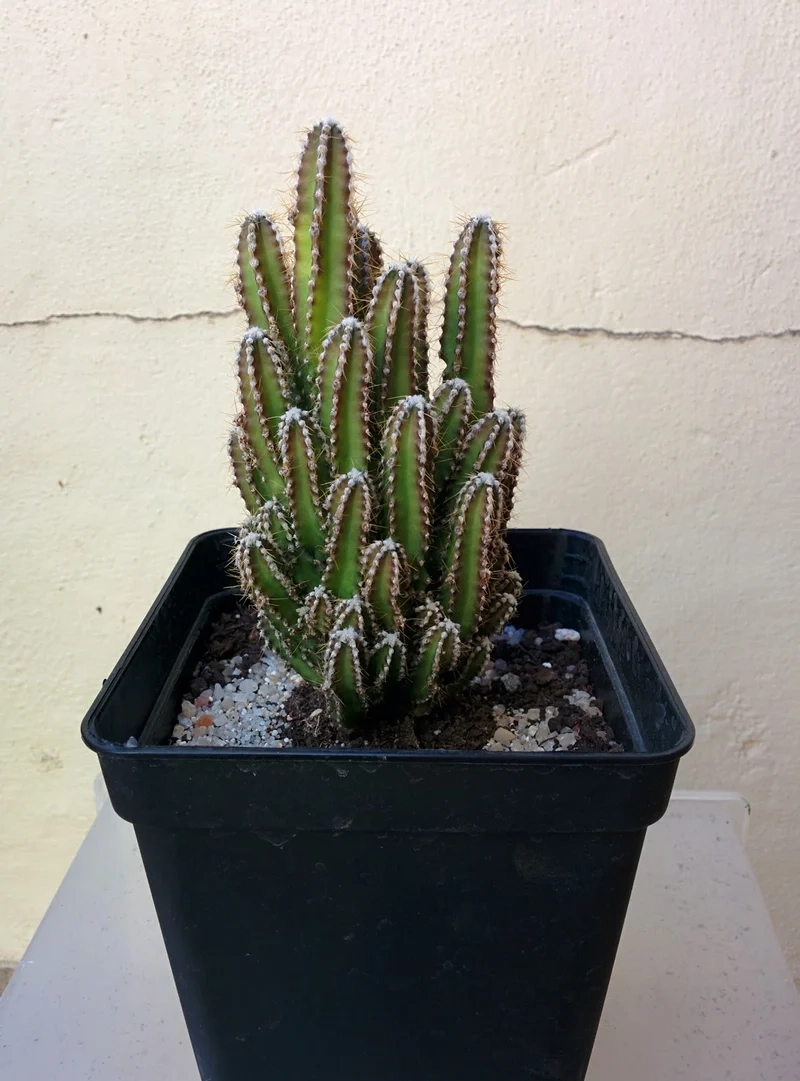 Khám phá vẻ đẹp Đà Lạt với xương rồng thanh sơn đà lạt