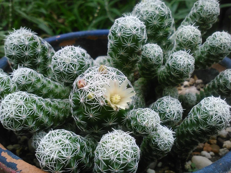 Ngắm xương rồng trứng cút đẹp rực rỡ mọi góc nhìn