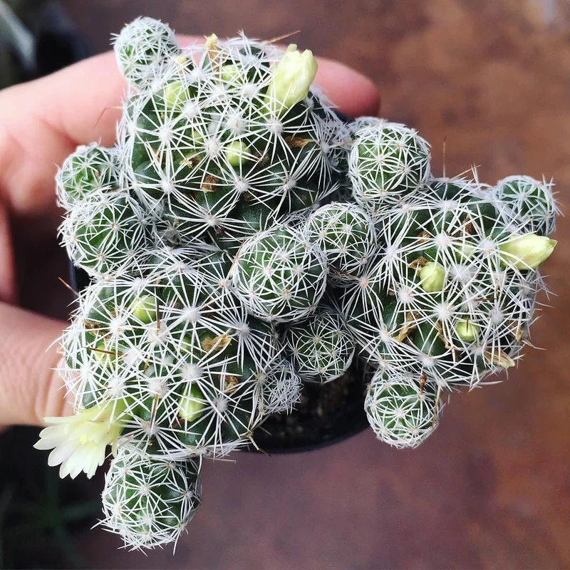 Thưởng thức ảnh xương rồng trứng cút sắc nét tuyệt vời