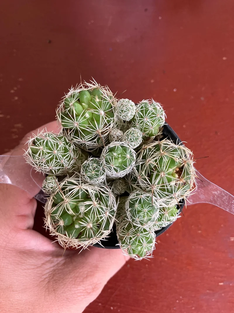 Trồng dễ dàng nhờ xương rồng trứng cút dễ trồng