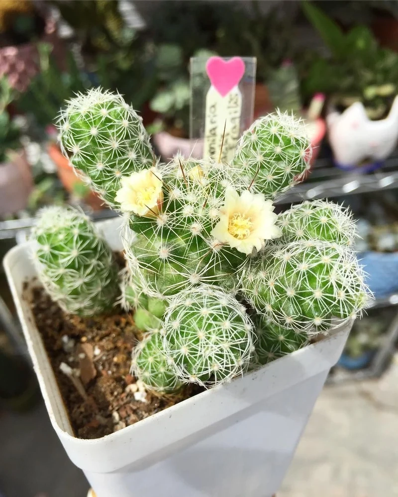 Thêm sức sống với xương rồng trứng cút trang trí