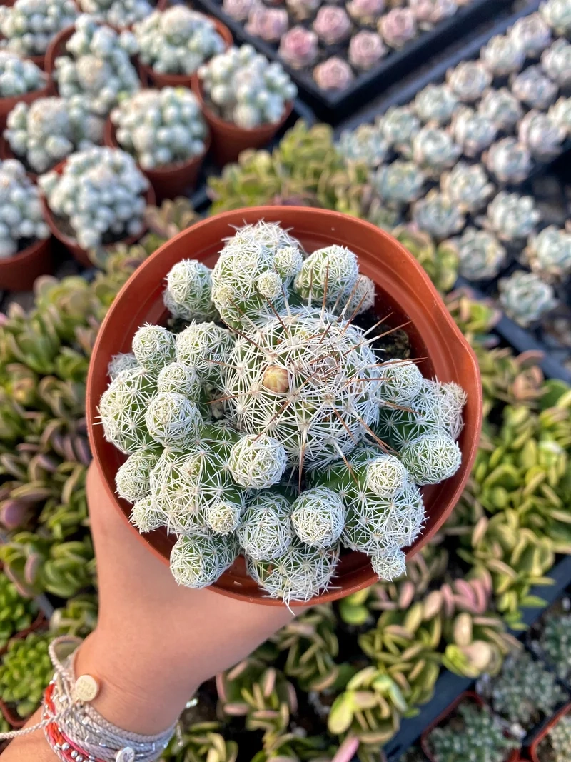 Lưu lại bộ sưu tập với xương rồng trứng cút pinterest