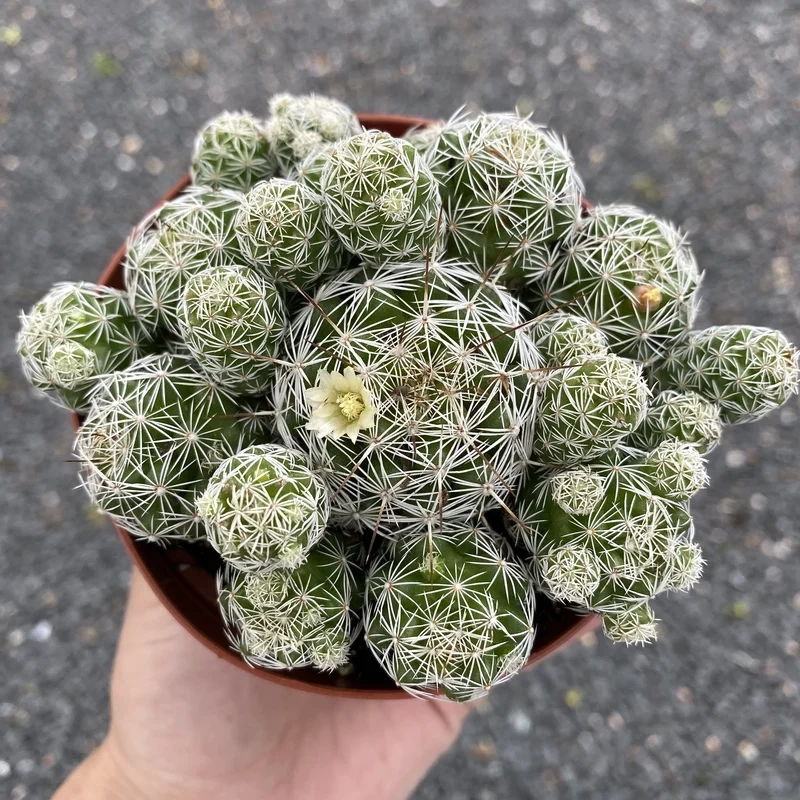 Chia sẻ ngay trên mạng xã hội nhờ xương rồng trứng cút instagram