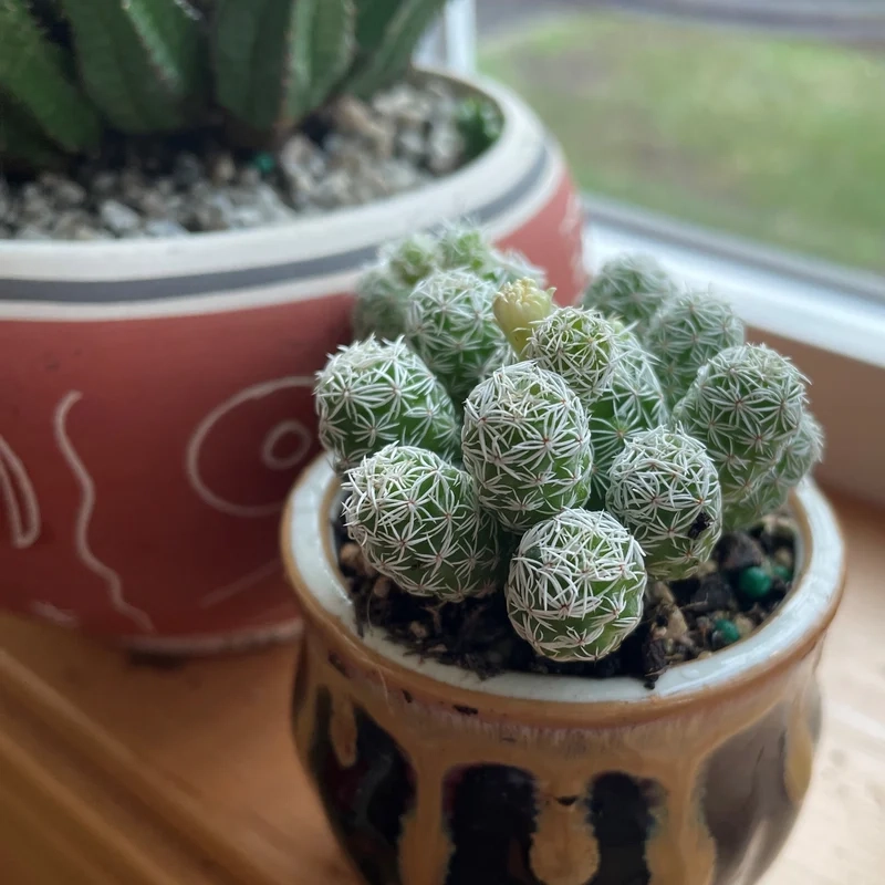 Tải về ngay xương rồng trứng cút hd sắc nét tuyệt vời