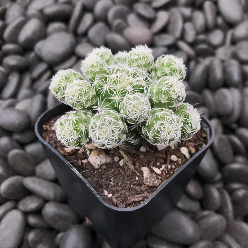 Ngắm chi tiết sống động với xương rồng trứng cút 4k