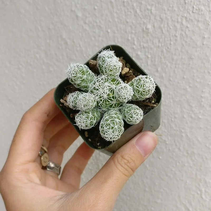 Tặng yêu thương với xương rồng trứng cút làm quà