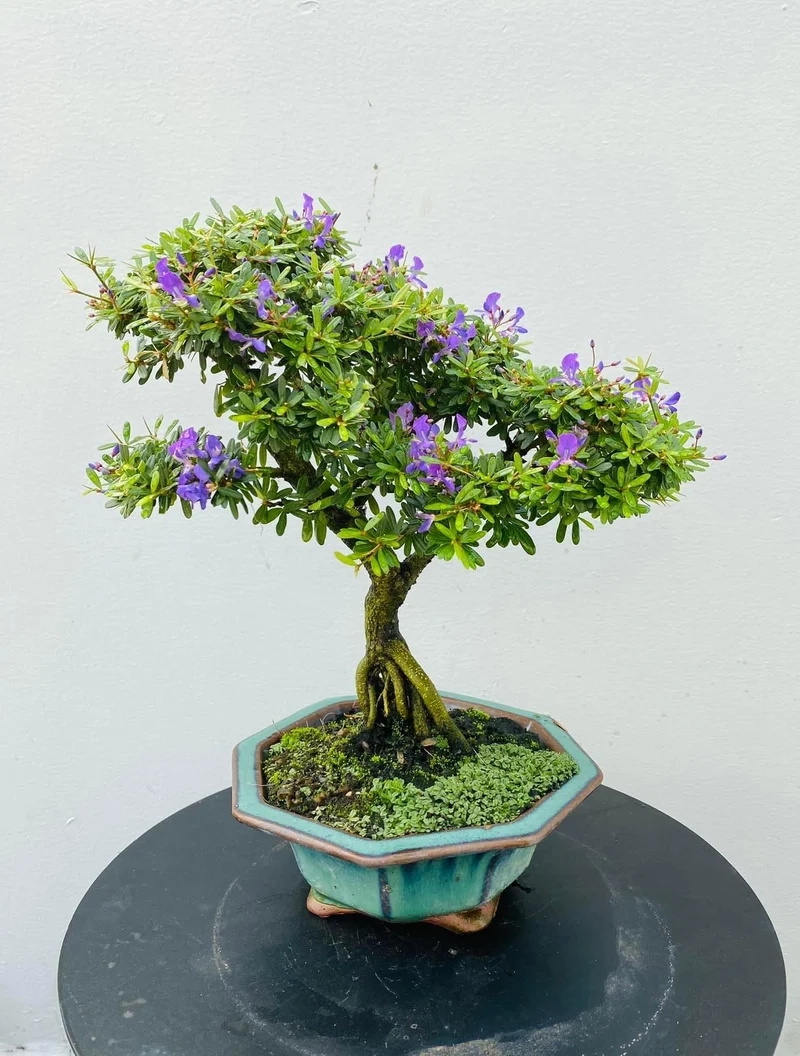Trang trí tinh tế bonsai mini để bàn trang trí