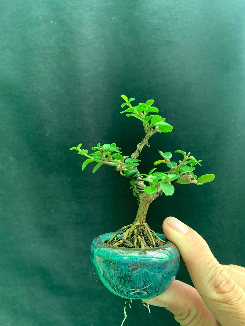 Nghệ thuật xanh bonsai mini để bàn ảnh nghệ thuật