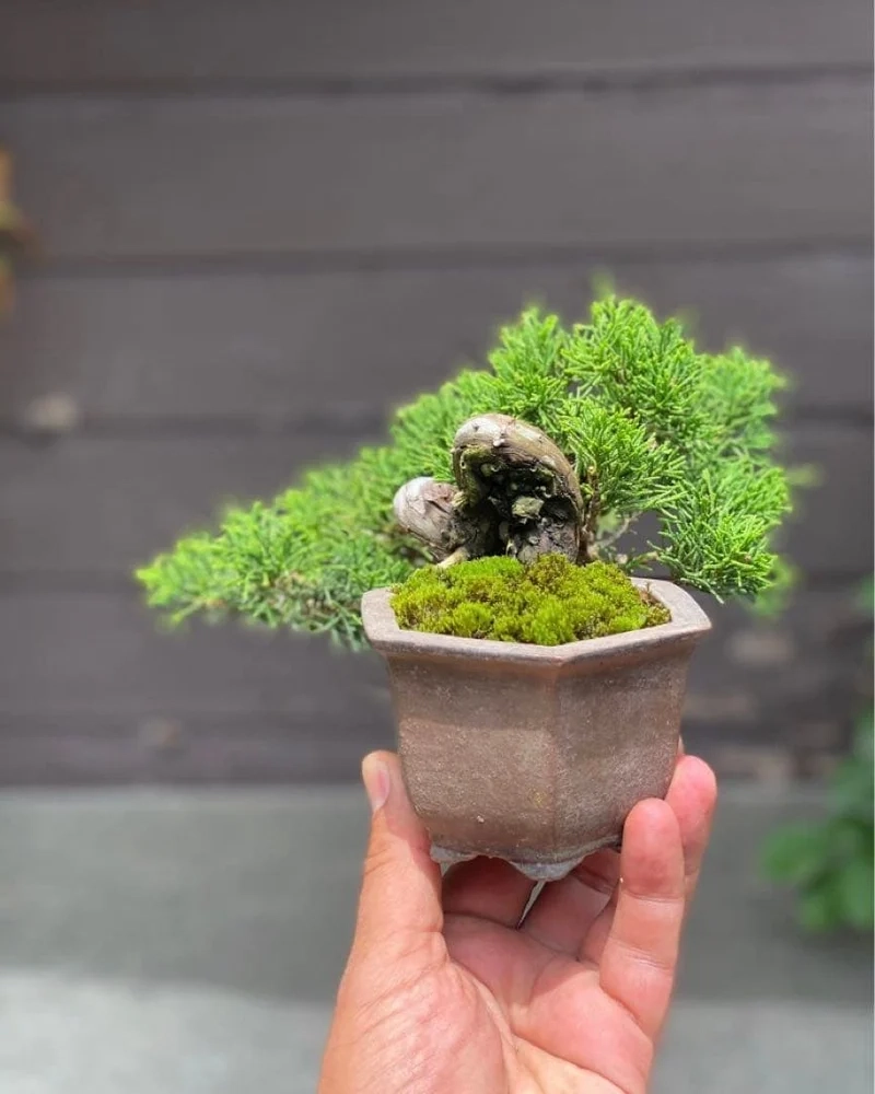 Chất lượng cao bonsai mini để bàn ảnh full hd