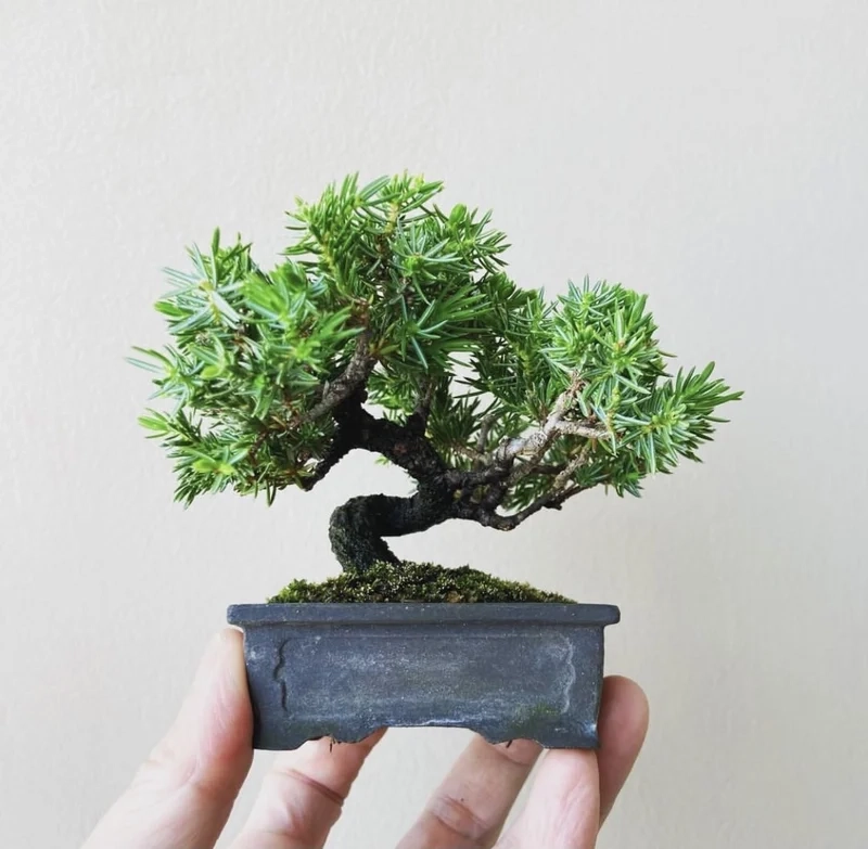 Bố cục tinh tế bonsai mini để bàn bố cục đẹp
