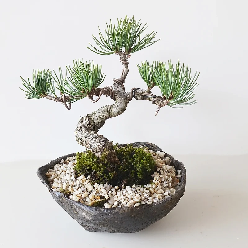 Tràn đầy sức sống bonsai mini để bàn cây xanh