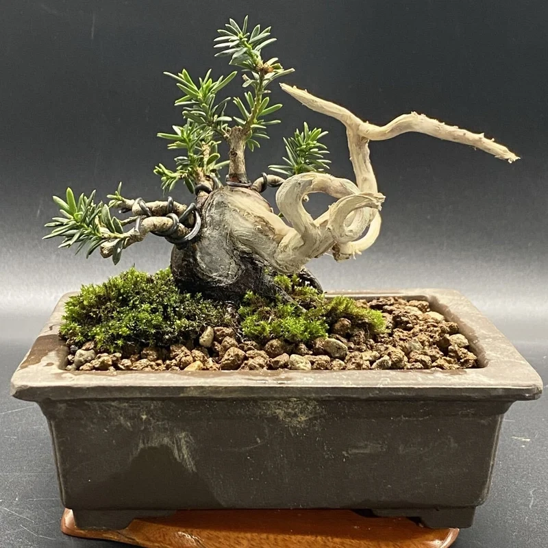 Nghệ thuật nhỏ xinh bonsai mini để bàn nghệ thuật
