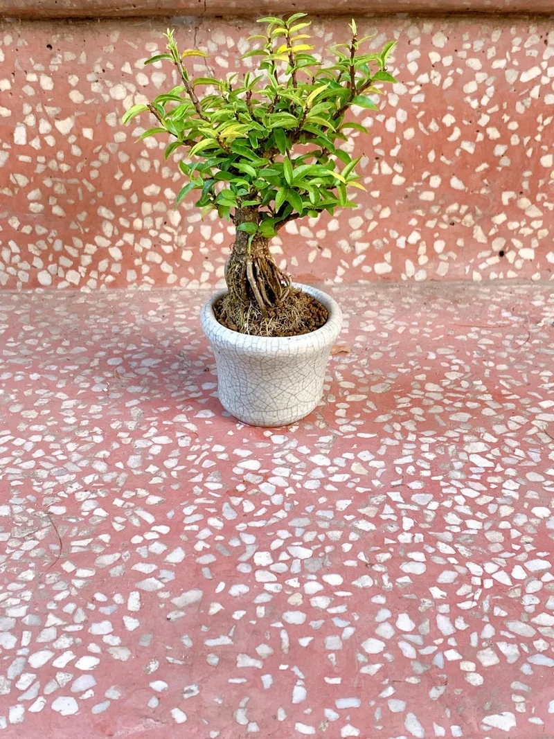 Không gian nhỏ nhưng xanh bonsai mini để bàn không gian nhỏ