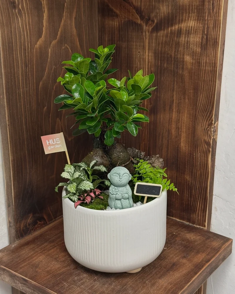 Phong thủy hài hòa nhờ bonsai trong nhà phong thủy