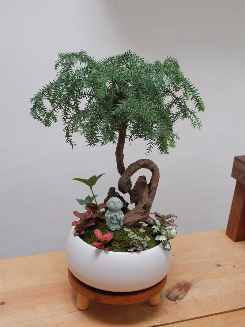Khoảnh khắc ấn tượng với bonsai trong nhà chụp ảnh