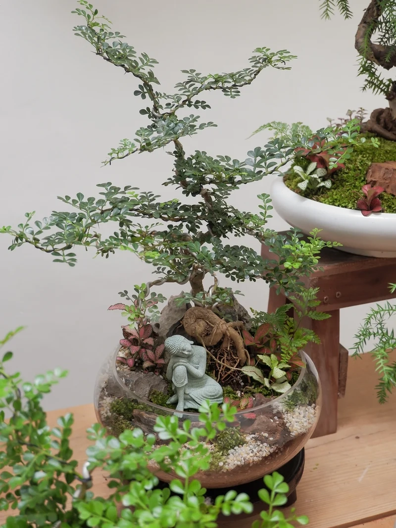 Khoảnh khắc ấn tượng với bonsai trong nhà chụp ảnh