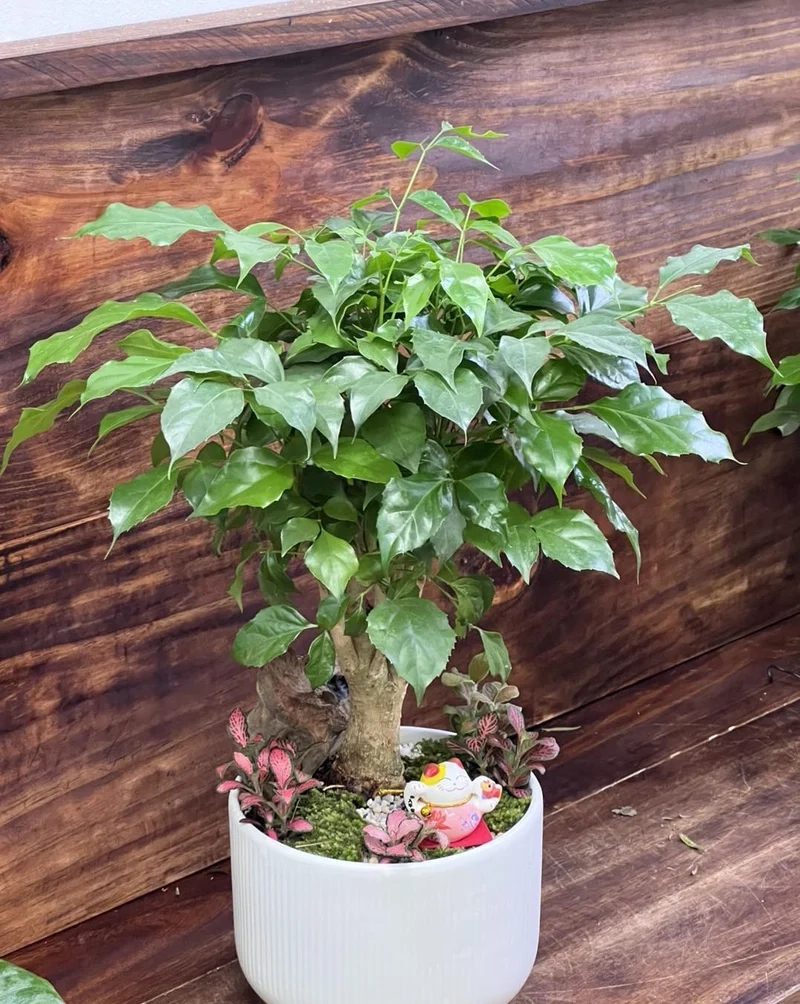 Không gian thêm sinh động nhờ bonsai trong nhà cây xanh