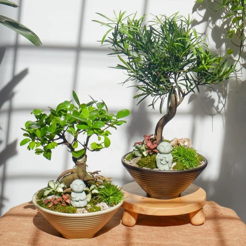 Hình ảnh thực tế của bonsai trong nhà ảnh thực tế