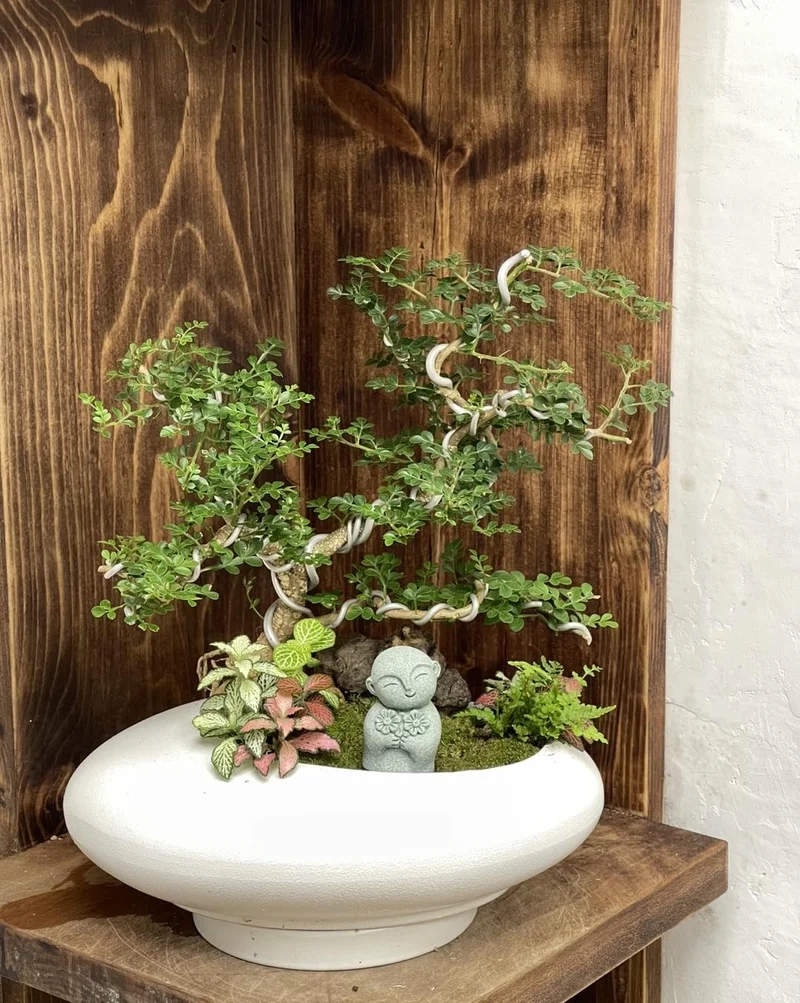 Phong cách tối giản thanh lịch nhờ bonsai trong nhà phong cách tối giản