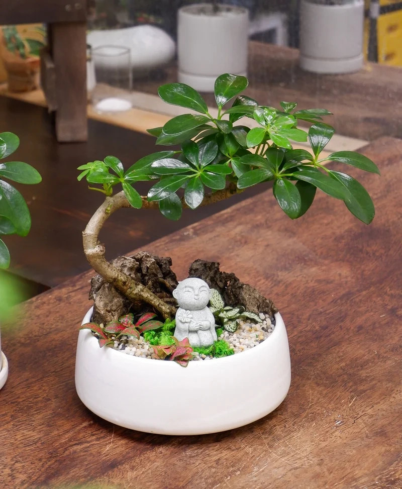 Phong cách tối giản thanh lịch nhờ bonsai trong nhà phong cách tối giản