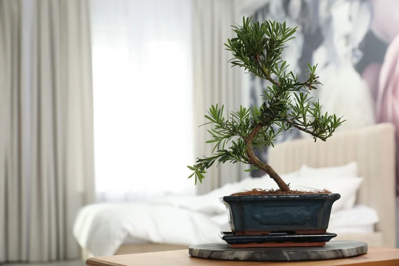 Không gian nhỏ thêm sức sống với bonsai trong nhà không gian nhỏ