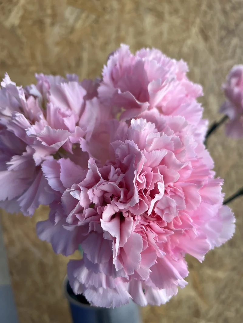 Góc nghệ thuật tươi tắn với hoa cẩm chướng chụp ảnh