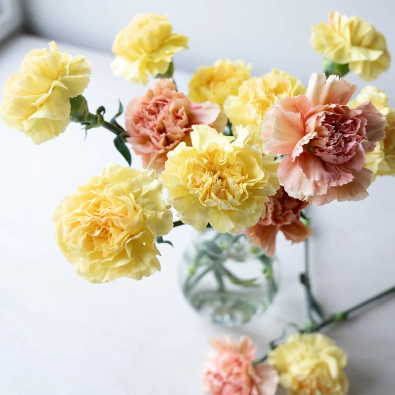 Tỏa sáng rực rỡ với hoa cẩm chướng đẹp