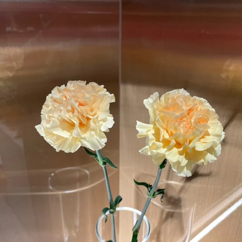 Trang trí không gian nhẹ nhàng với hoa cẩm chướng trang trí