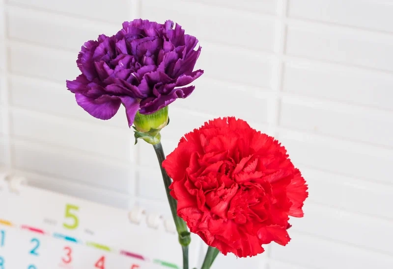 Chi tiết nổi bật qua hoa cẩm chướng ảnh tinh tế